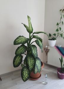 In very good condition, 1.50m high  