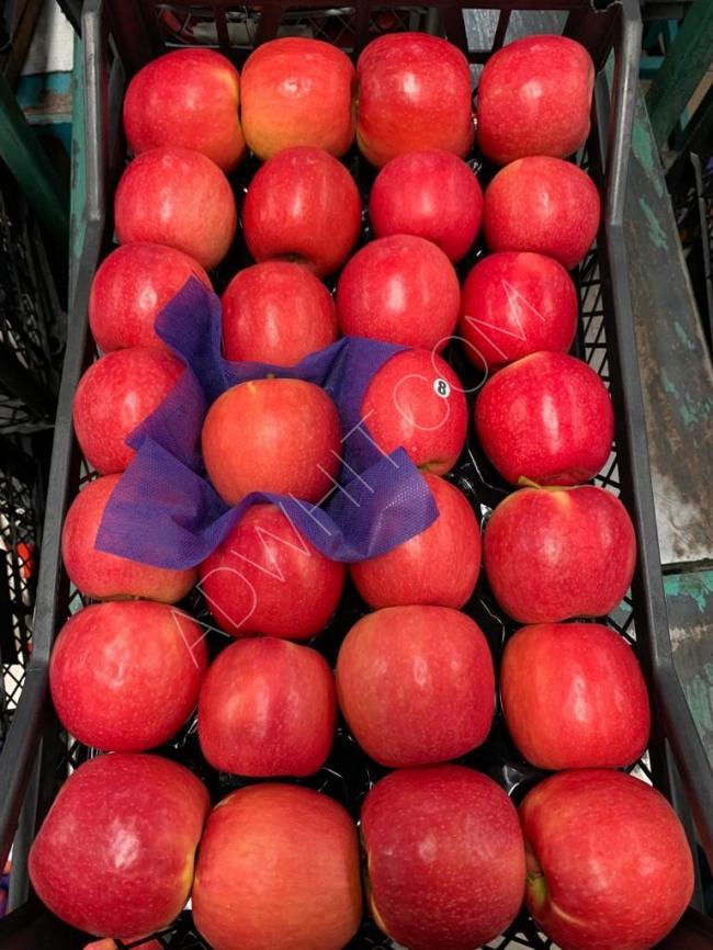 تفاح  تركي محصول جديد باسعار حصرية  