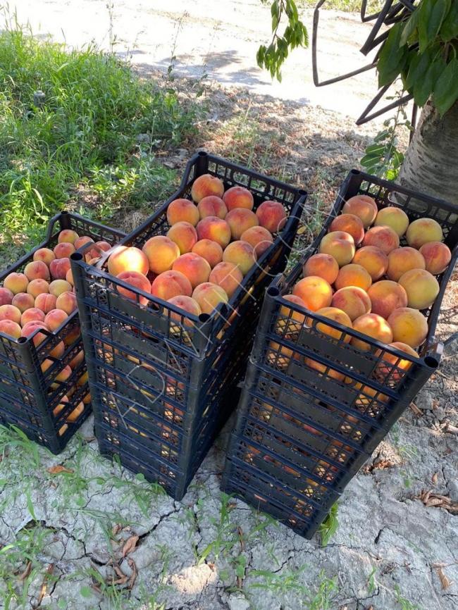 ANTALYA - KÖSELER Agricultural land with 700 fruit trees for sale.