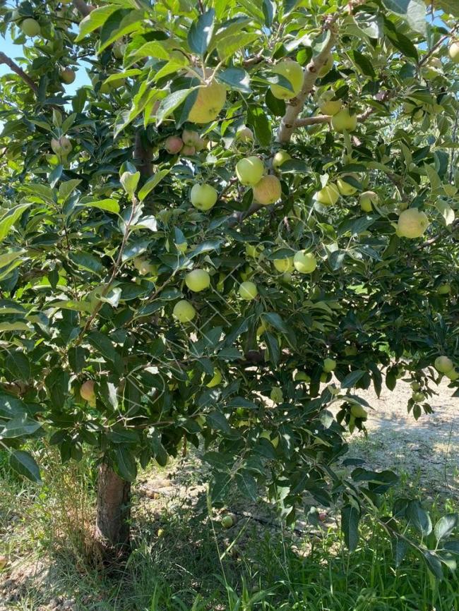 ANTALYA - KÖSELER Agricultural land with 700 fruit trees for sale.