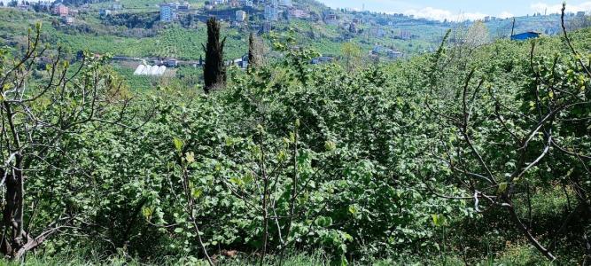 Land for sale in Trabzon