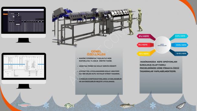 Frozen fish sorting and sizing machine, 100-120 pieces per minute