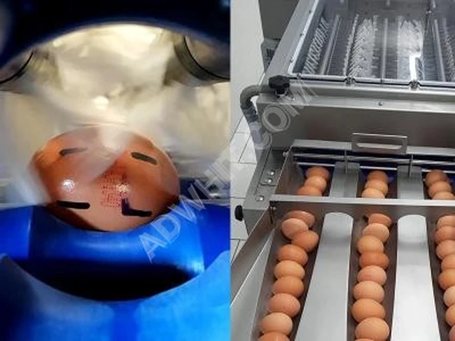 Egg washing machine with conveyor, 9600 pieces/hour