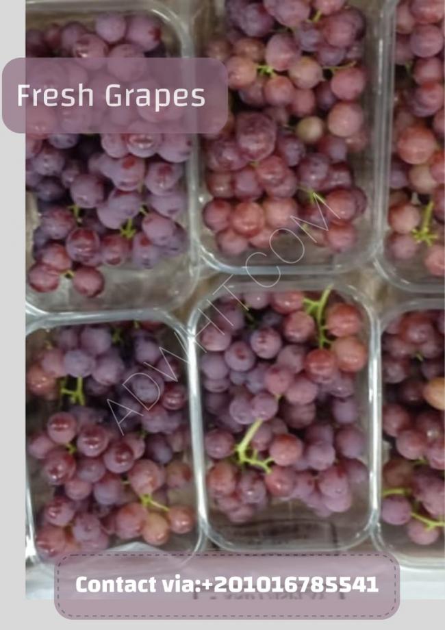 Fresh grapes of high quality