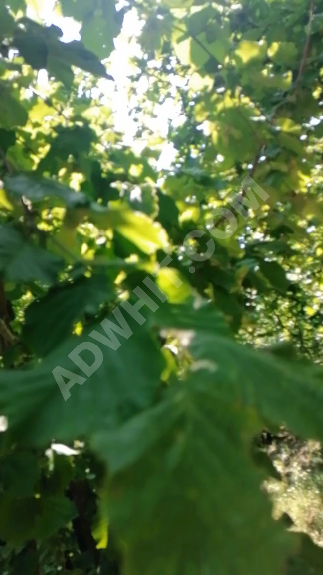 Hazelnut orchard of interest in Akca Koca Hassan Cavus Koy region of Kumduzu