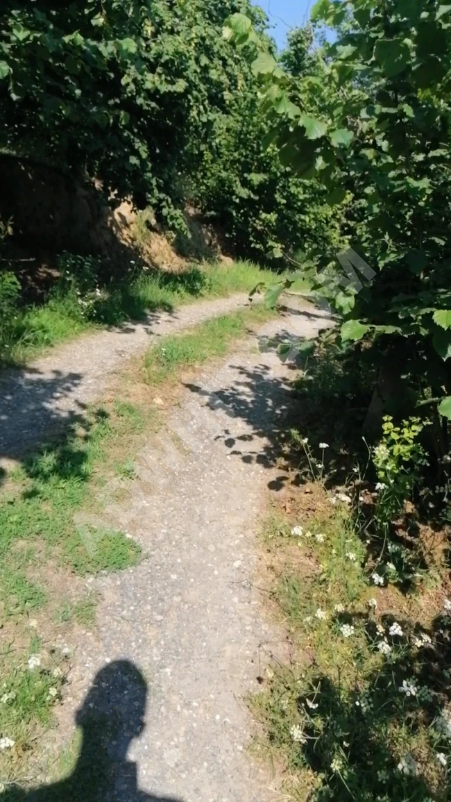 Hazelnut orchard of interest in Akca Koca Hassan Cavus Koy region of Kumduzu