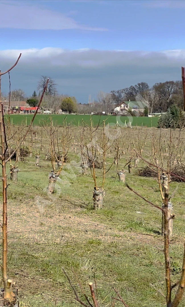 A fruit garden within the boundaries of the land allocated for construction, one hour away from Istanbul