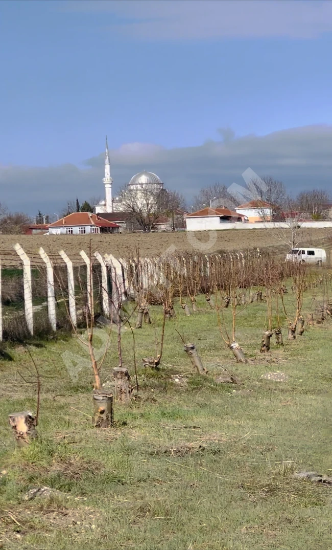 A fruit garden within the boundaries of the land allocated for construction, one hour away from Istanbul