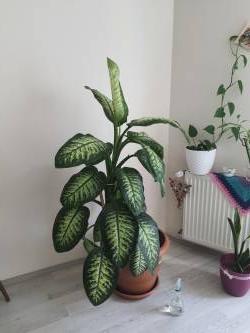 houseplants